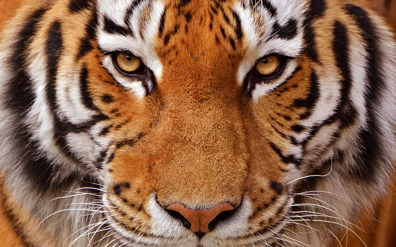 dire non comme un tigre