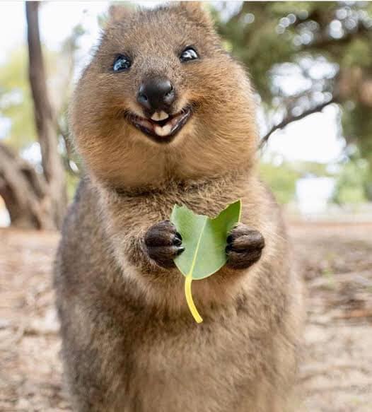 Quokka animal le plus heureux